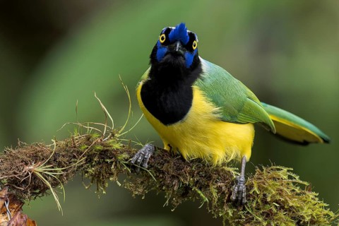 Inca Jay (Cyanocorax yncas) perched on a branch in Colombia, South America