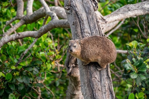 Steppe forest tree hog or southern tree hog (Dendrohyrax arboreus) climbing a tree, South Africa