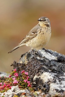 American Pipit (Anthus rubescens) perched on the tundra in Nome, Alaska