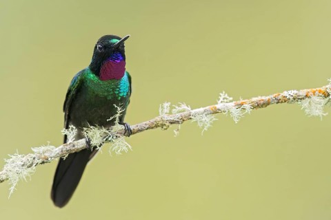Tourlamine Sunangel (Heliangelus exortis) perched on a branch in Colombia, South America