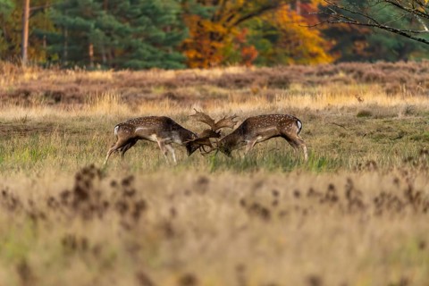 Fallow deer (Dama dama), fighting during the rut in a clearing, Rüsselsheim am Main, Hesse, Germany