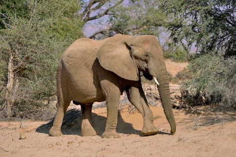 Desert elephant or African Elephant (Loxodonta africana), dry riverbed of the Huab, Damaraland,