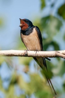 Hirundo rustica, house martin, barn swallow, birds, song, high size, portrait format, passeri,