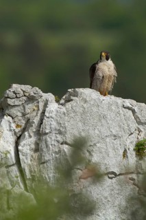 Peregrine Falcon (Falco peregrinus) perched on a rock, Istria, Croatia
