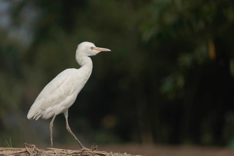 A Elegant Little Egret (Egretta garzetta), Sreepur, Gazipur, Bangladesh