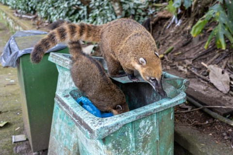 Coatis looking for food, Tijuca National Park, Rio de Janeiro, Brazil