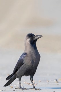 Glossy crow, (Corvus splendens), omnivore, genus of ravens and crows, corvids, Raysut, Salalah,