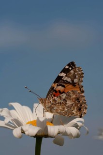Painted lady butterfly (Vanessa cardui) adult insect feeding on an Oxeye daisy (Leucanthemum