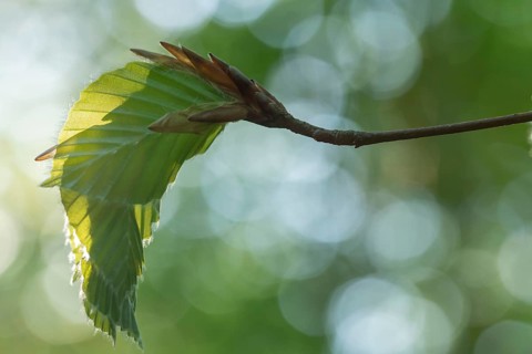 Delicate awakening - fresh beech leaves in the spring light. Beech leaves after new shoots in
