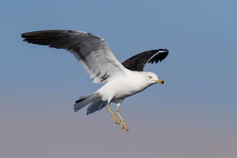 Lesser Black-backed Gull (Larus fuscus) flying, Eilat, Israel