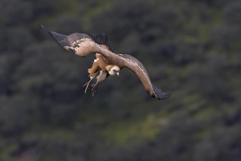 Griffon Vulture (Gyps fulvus), Extremadura, Spain