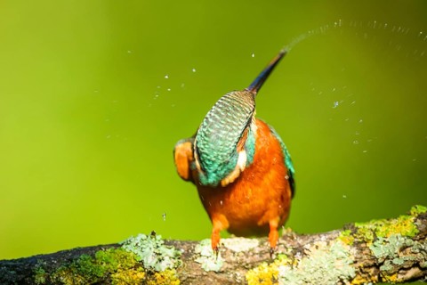 Common kingfisher (Alcedo atthis) sitting on a branch with autumncolours, wildife, Catalonia, Spain
