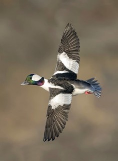 Bufflehead (Bucephala albeola) male flying, Alaska, USA