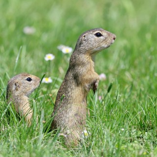 European ground squirrel (Spermophilus citellus) looking out of its burrow with curiosity and