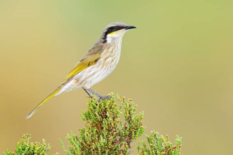 Singing Honeyeater (Gavicalis virescens), Victoria, Australia