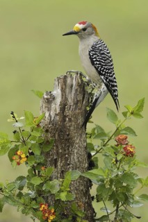 Golden-fronted Woodpecker (Melanerpes aurifrons), Texas, USA