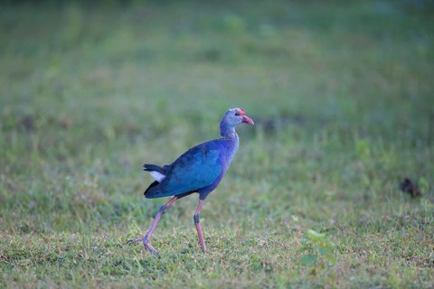 Grey-headed Swamphen (Porphyrio poliocephalus) foraging, Sri Lanka