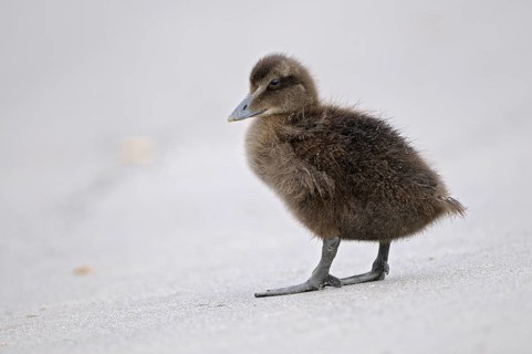 Eiderente (Somateria mollissima), Eider, Jungvogel am Strand, Juni, Duene der Insel Helgoland,