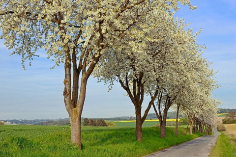 Row of trees, fruit trees, cherry (Prunus) in bloom along a country road, blue sky, North