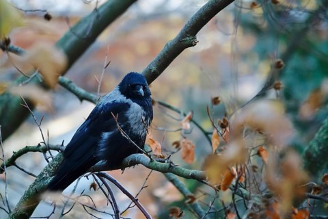 Hooded Crow on a tree, November, Germany