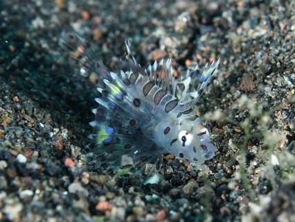 Small transparent fish with patterns, zebra dwarf lionfish (Dendrochirus zebra) juvenile, in the