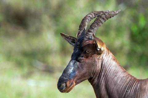 Sassaby (Damaliscus lunatus) Topi, Masai Mara, Kenya