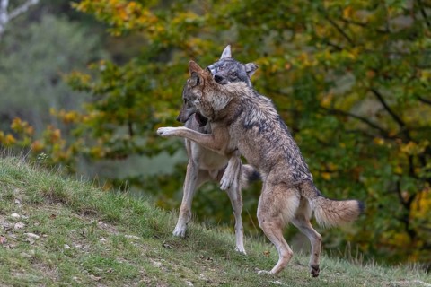Two young adult eurasian gray wolf (Canis lupus lupus) playing with each other on a hill on green
