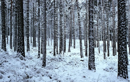 Landscape, landscape, coniferous forest, snow, forest, winter, wood