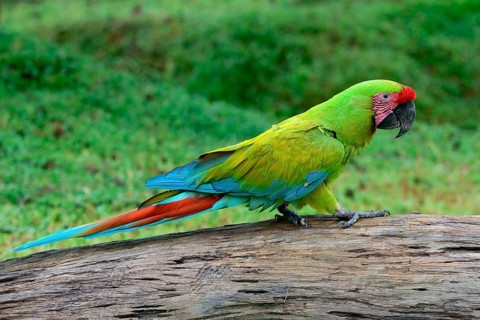 Great Green Macaw or Grand Military Macaw (Ara ambiguousc) walking on a tree trunk, Costa Rica