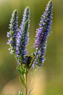 Blue willow, brownroot, pseudolysimachion spicatum, scrophulariaceae, spiked speedwell, flora, high