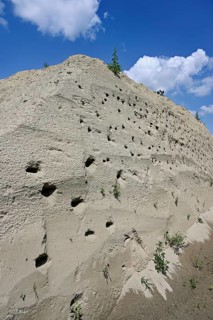 Artificially constructed breeding wall for sand martins (Riparia riparia), Reussegg nature reserve,