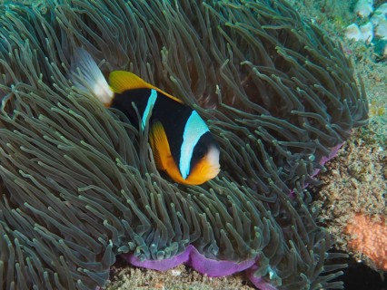 Allard's clownfish (Amphiprion allardi)