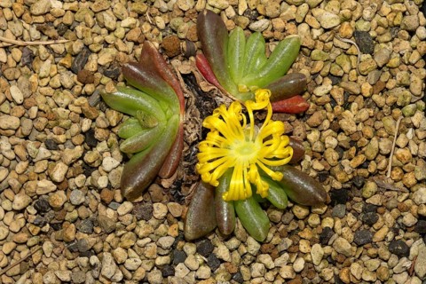 Glottiphyllum nelii, succulent plants, blooming, flowers, Stellenbosch Botanic Garden, Western