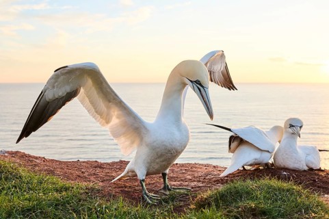 Northern gannet (Morus bassanus) courts a female in the colony at sunset with the sea in the