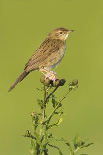 Common Grasshopper Warbler (Locustella naevia), Vorarlberg, Austria