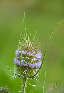 Dipsacaceae, Dipsacus Fullonum, Dipsacus sylvestris, card family, wild card, flora, Fuller's