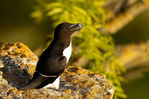 Razorbill (Alca torda) on a cliff, Gotland, Sweden