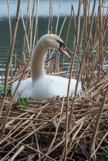 Cygnus olor, mute swan, anatidae, birds, breed, brood, duckbirds, female, high size, portrait, cusp