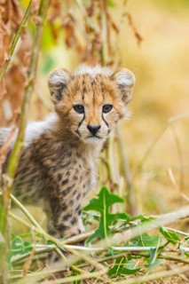 Cheetah (Acinonyx jubatus) youngster standing on a meadow, captive, occurrence Africa