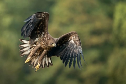 White-tailed Eagle (Haliaeetus albicilla) juvenile flying, Poland