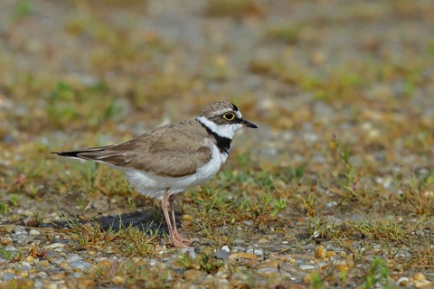 Little Ringed Plover (Charadrius dubius) adult bird standing on the lakeshore, Lake Neusiedl