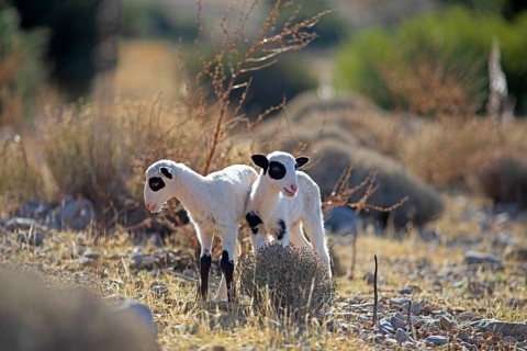 Lambs (Ovis) on a stony field, Chóra Sfakion, Regional District of Chania, Municipality of Sfakia,