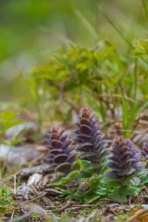 Pyramidal bugle (Ajuga pyramidalis), San Candido, Bolzano, Italy
