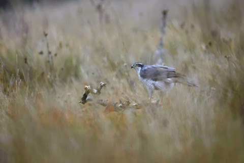 A female goshawk observes around in a grassy meadow of Guadalajara, capturing a serene interaction