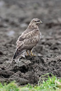 Common buzzard (Buteo buteo), standing in a field, Switzerland