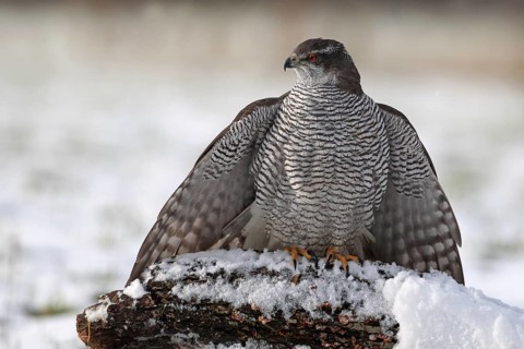 Northern Goshawk (Accipiter gentilis) female, Baden-Wuerttemberg, Germany