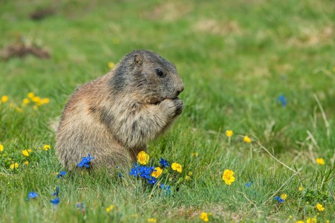 Alpine Marmot (Marmota marmota), feeding, High Tauern National Park, Austria