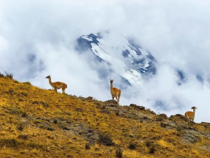 Guanacos (Llama guanicoe) in dramatic landscape, Torres del Paine National Park, Patagonia, Chile