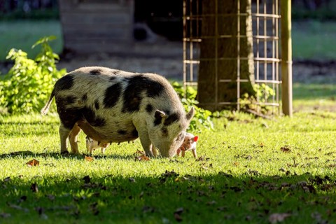 Pot-bellied pig (Sus scrofa f. domestica), large mother, sow, walking with newborn young, piglets,