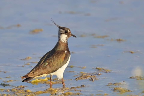 Northern Lapwing (Vanellus vanellus), in breeding plumage, foraging in the mudflats by the lake